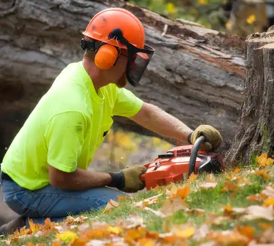 tree services Talpa